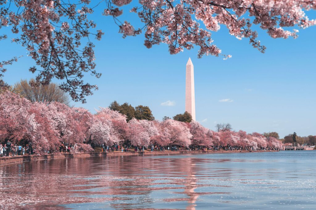 Washington, D.C. Cherry Blossoms and Washington Monument